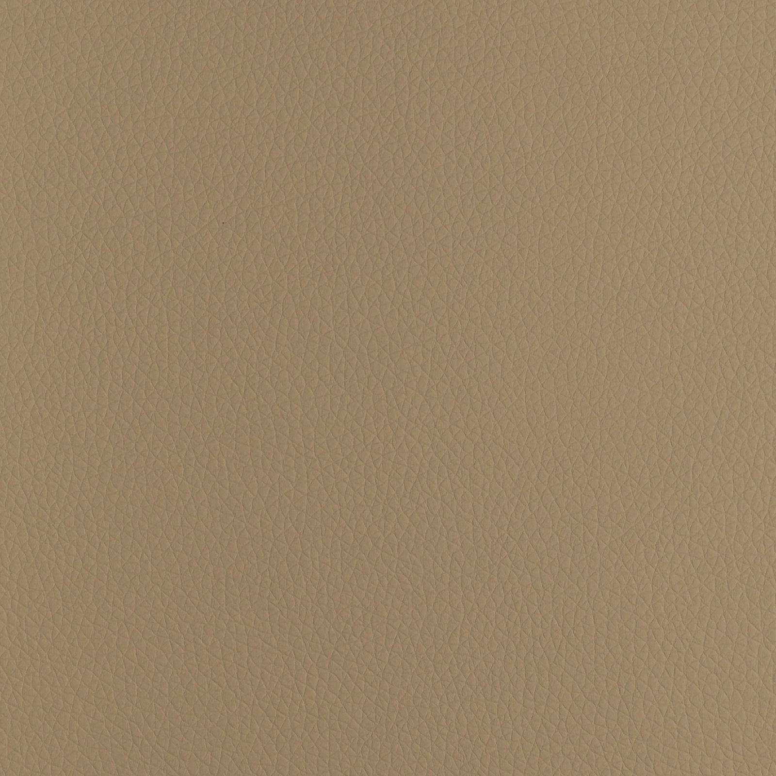 Light Camel